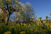 Frühlingswiese in Dettingen